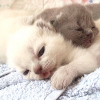 Scottish Fold, Kedi  Maya fotoğrafı