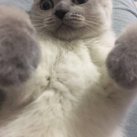 Scottish Fold, Kedi  Maya fotoğrafı