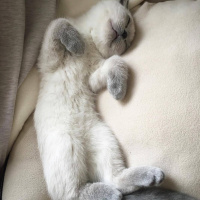 Scottish Fold, Kedi  Maya fotoğrafı