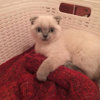 Scottish Fold, Kedi  Maya fotoğrafı