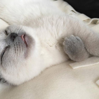 Scottish Fold, Kedi  Maya fotoğrafı