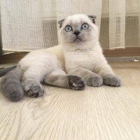 Scottish Fold, Kedi  Maya fotoğrafı