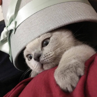 Scottish Fold, Kedi  Maya fotoğrafı