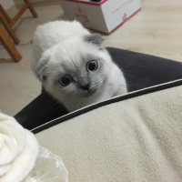 Scottish Fold, Kedi  Maya fotoğrafı