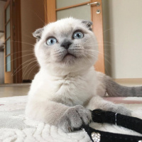 Scottish Fold, Kedi  Maya fotoğrafı