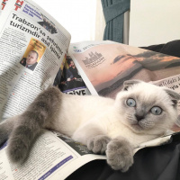 Scottish Fold, Kedi  Maya fotoğrafı