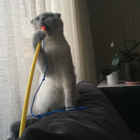 Scottish Fold, Kedi  Maya fotoğrafı