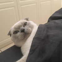 Scottish Fold, Kedi  Maya fotoğrafı