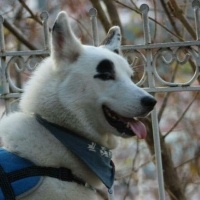 Alman Çoban Köpeği, Köpek  Pasa fotoğrafı