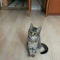 Tekir Kedi, Kedi  Mia fotoğrafı