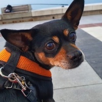 Chihuahua, Köpek  Kuki fotoğrafı