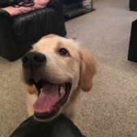 Golden Retriever, Köpek  BAL fotoğrafı