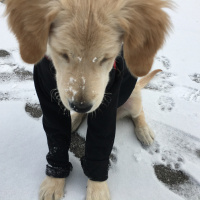 Golden Retriever, Köpek  BAL fotoğrafı