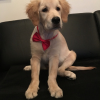 Golden Retriever, Köpek  BAL fotoğrafı