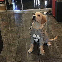 Golden Retriever, Köpek  BAL fotoğrafı