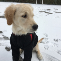 Golden Retriever, Köpek  BAL fotoğrafı