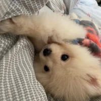 Pomeranyalı, Köpek  Lady fotoğrafı