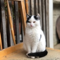 Tekir Kedi, Kedi  Prenses fotoğrafı