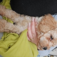 Poodle (Minyatür Kaniş), Köpek  Teddy fotoğrafı