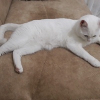 Van Kedisi, Kedi  Pamuk fotoğrafı