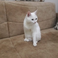 Van Kedisi, Kedi  Pamuk fotoğrafı