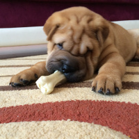 Çin Shar Pei, Köpek  Ceherry fotoğrafı