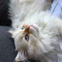 İran Kedisi (Persian), Kedi  BAL fotoğrafı
