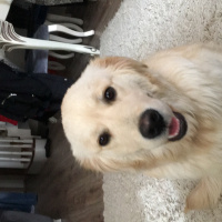 Golden Retriever, Köpek  adsız fotoğrafı