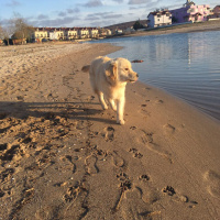 Golden Retriever, Köpek  adsız fotoğrafı