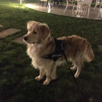 Golden Retriever, Köpek  adsız fotoğrafı