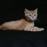 Sarman, Kedi  Sherlock fotoğrafı