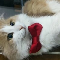 Tiffanie, Kedi  Tarçın fotoğrafı