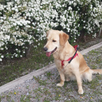 Golden Retriever, Köpek  Yavrular fotoğrafı