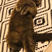 Scottish Fold, Kedi  Mars fotoğrafı