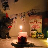 Scottish Fold, Kedi  Mars fotoğrafı