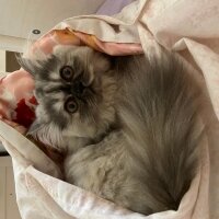 İran Kedisi (Persian), Kedi  Matilda fotoğrafı