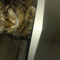 Tekir Kedi, Kedi  şarap fotoğrafı