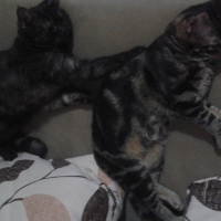 Tekir Kedi, Kedi  şarap fotoğrafı