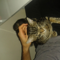 Tekir Kedi, Kedi  şarap fotoğrafı