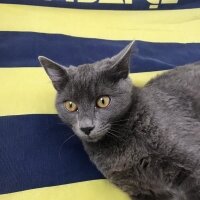 British Shorthair, Kedi  Katarina fotoğrafı