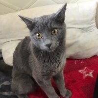 British Shorthair, Kedi  Katarina fotoğrafı