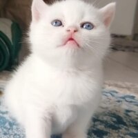 British Shorthair, Kedi  Karya fotoğrafı