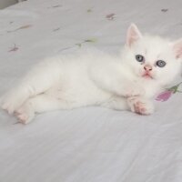 British Shorthair, Kedi  Karya fotoğrafı