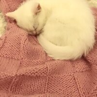 British Shorthair, Kedi  Karya fotoğrafı