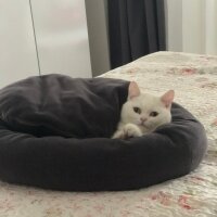 British Shorthair, Kedi  Karya fotoğrafı