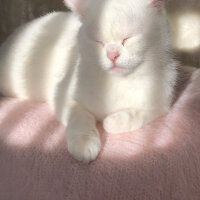 British Shorthair, Kedi  Karya fotoğrafı