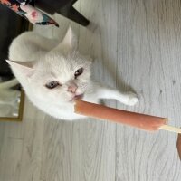 British Shorthair, Kedi  Karya fotoğrafı