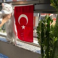 British Shorthair, Kedi  Karya fotoğrafı