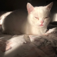 British Shorthair, Kedi  Karya fotoğrafı