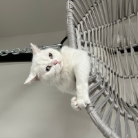 British Shorthair, Kedi  Karya fotoğrafı